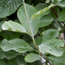 5038838005381 1 Sorbus Aria Lutescens 12L.jpg